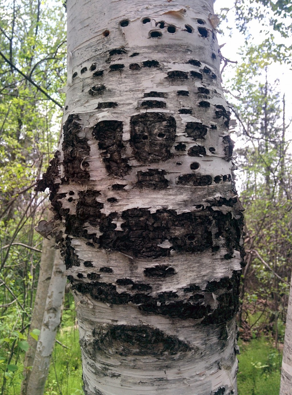 Lime Kiln Trail | Moodie Dr, Nepean, ON K2R 1H3, Canada