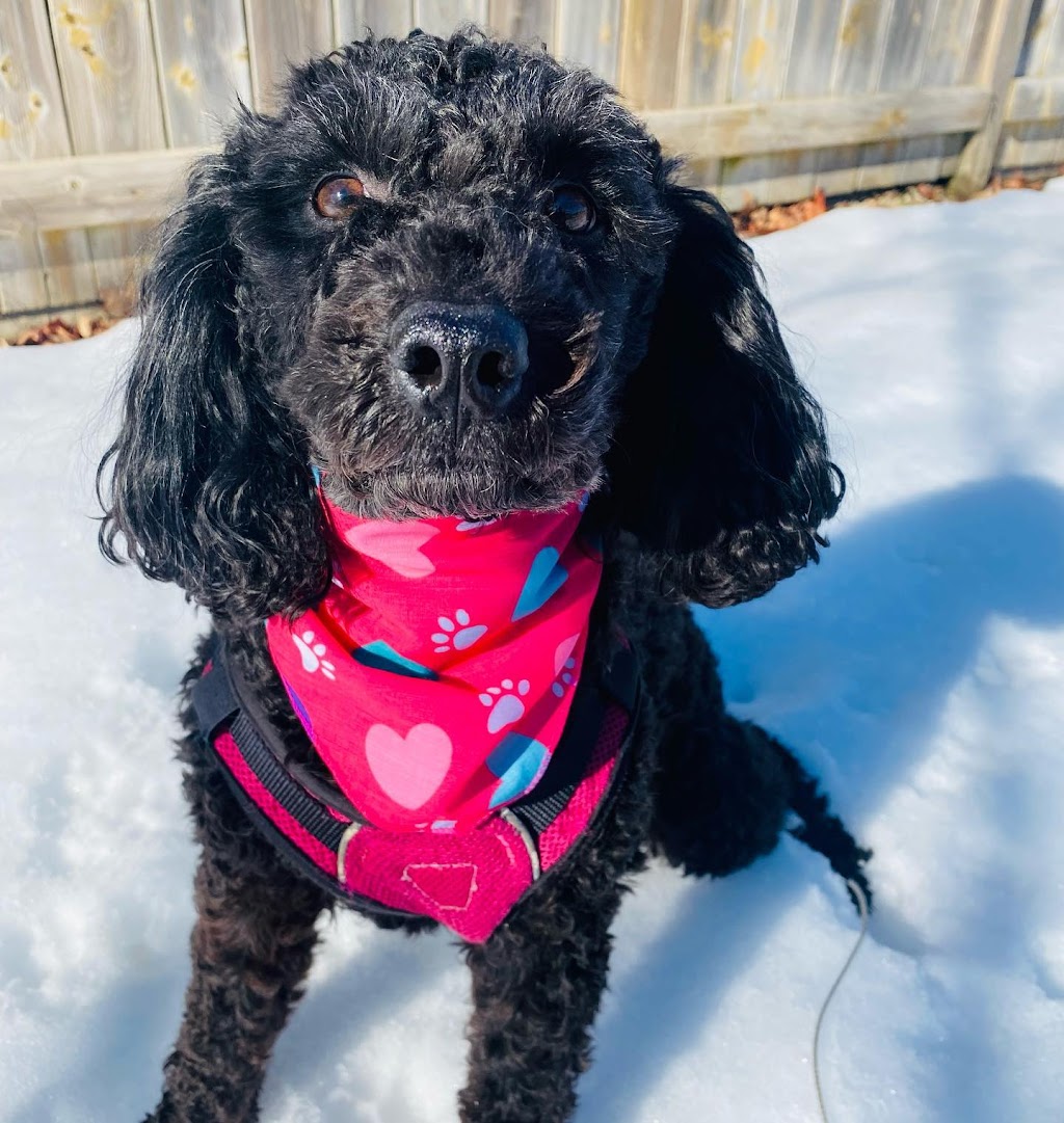 Angies Pawsitive Pet Services | 3409 Lee Ave, Cumberland Beach, ON L0K 1G0, Canada | Phone: (705) 309-5391