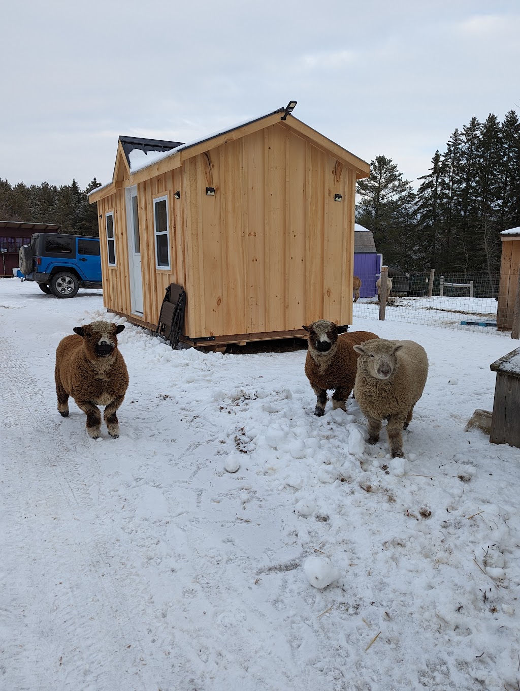Mimosa Springs Alpacas | 5891 Fourth Line, Erin, ON N0B 1Z0, Canada | Phone: (416) 629-9428