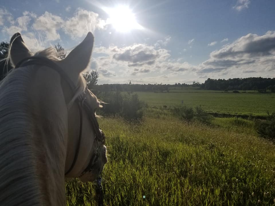 Levanna Lane Stables | 2622 30 Side Rd, Campbellville, ON L0P 1B0, Canada | Phone: (289) 772-7758