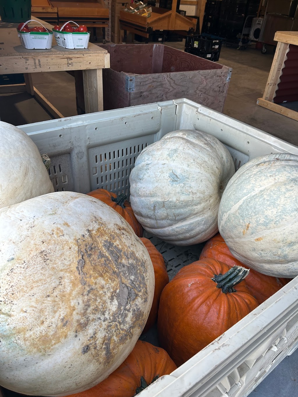 Harvest King - Wellington Market | 10947 Wellington Rd, St Thomas, ON N5P 3T1, Canada | Phone: (226) 504-3252