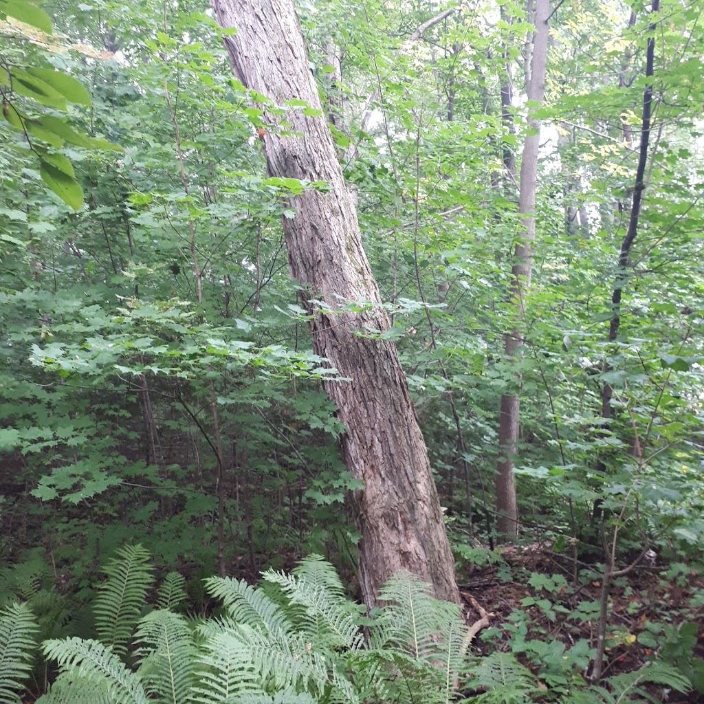 Harvey Fraser Nature Park | Cecelia St, Pembroke, ON K8A 7W9, Canada | Phone: (613) 735-6821