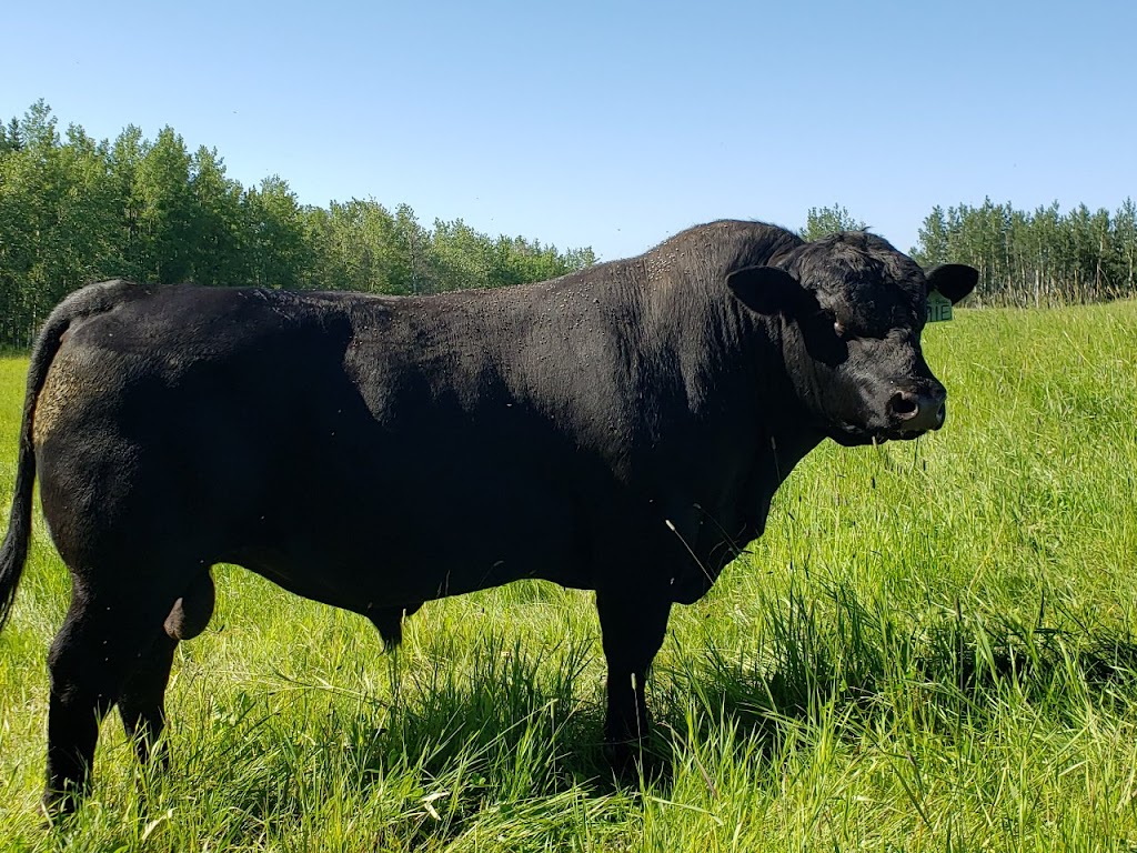 DRR ANGUS | RR2, Westerose, AB T0C 2V0, Canada | Phone: (780) 361-9141