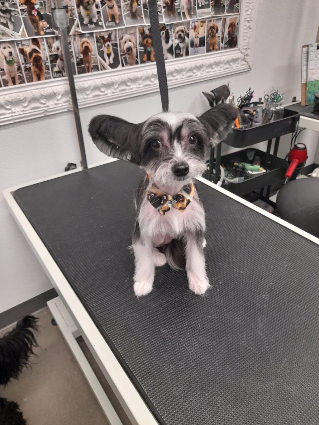 Oh My Dog Spa and Grooming | 5596 Windermere Blvd, Edmonton, AB T6W 2Z8, Canada | Phone: (780) 655-1797