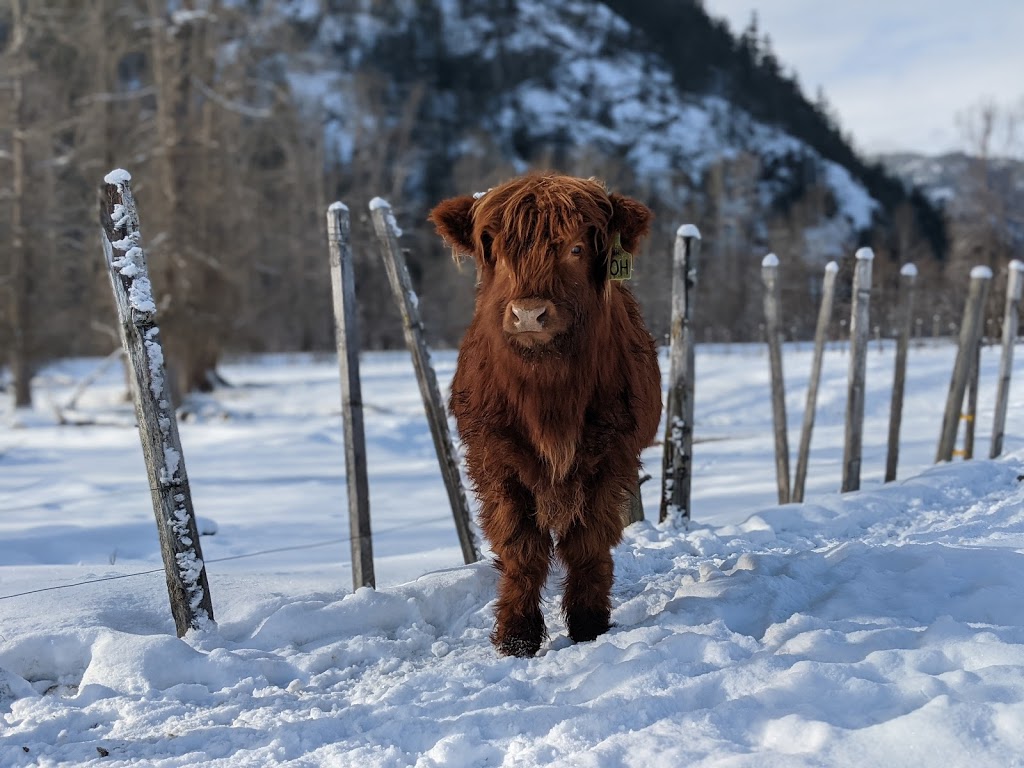 Pemberton Cattle | 7294 Clover Rd, Pemberton, BC V0N 2L1, Canada | Phone: (778) 512-4085