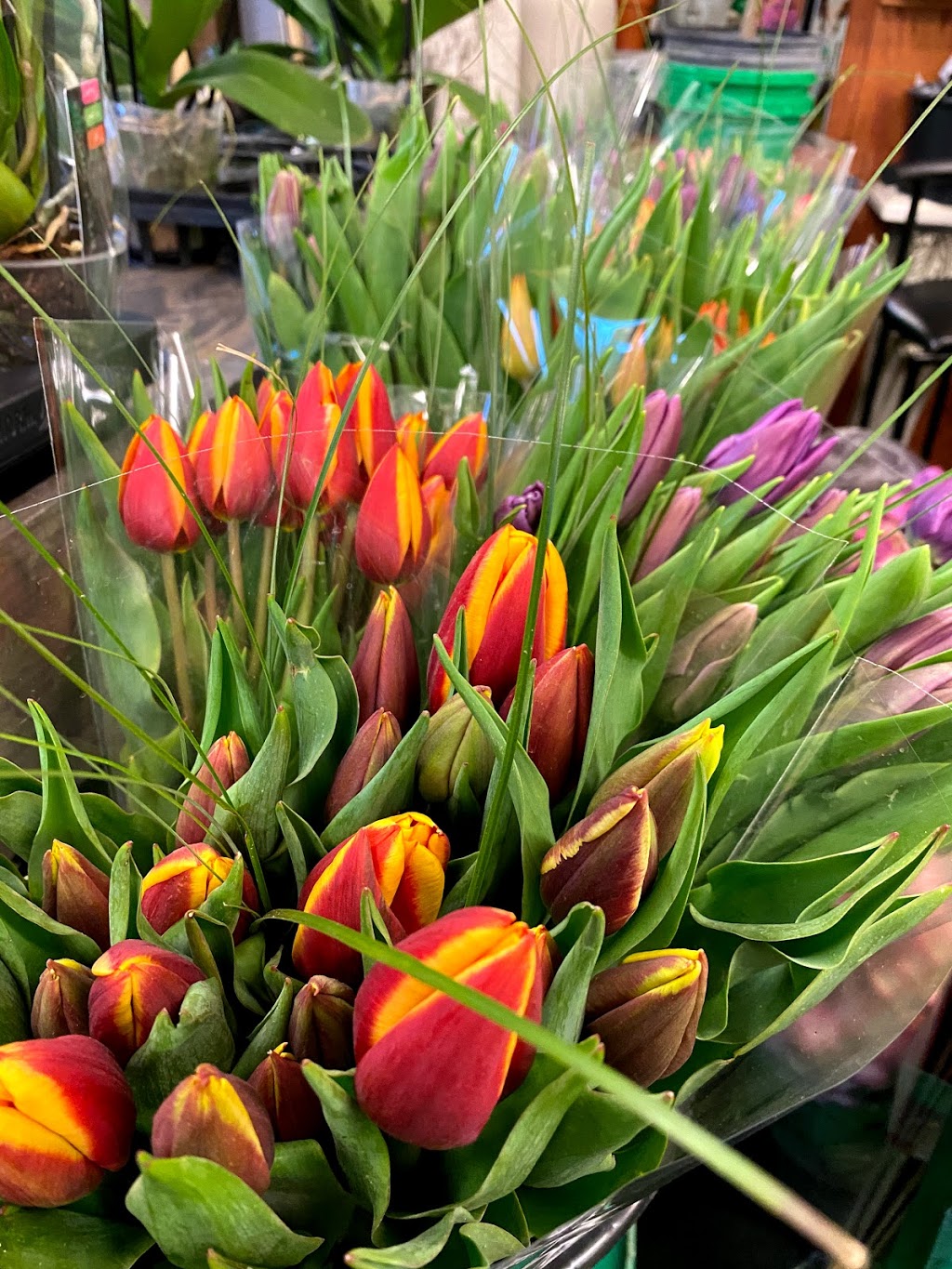Kingston Road Flower Market | 966 Kingston Rd, Toronto, ON M4E 1S7, Canada | Phone: (416) 694-9131