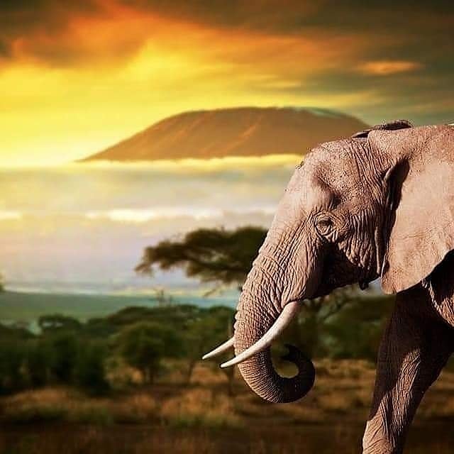 Kilimanjaro Trekking Guides | 493 Cheryl Pl, Kingston, ON K7K 0B2, Canada | Phone: (613) 929-3313