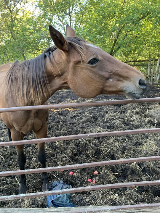 Kamp Kiki Animal Sanctuary | 782 Shannon Rd, Plainfield, ON K0K 2V0, Canada | Phone: (613) 391-9417