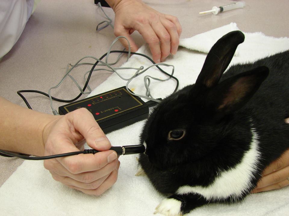 Town Centre Veterinary Hospital | 1502 Lakewood Rd W Northwest, Edmonton, AB T6K 3J4, Canada | Phone: (780) 496-9065