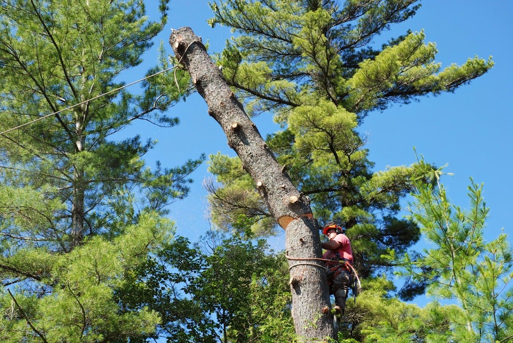 DLG Tree Service | 2886 Penetanguishene Rd, Springwater, ON L9X 1Z7, Canada | Phone: (705) 728-9369
