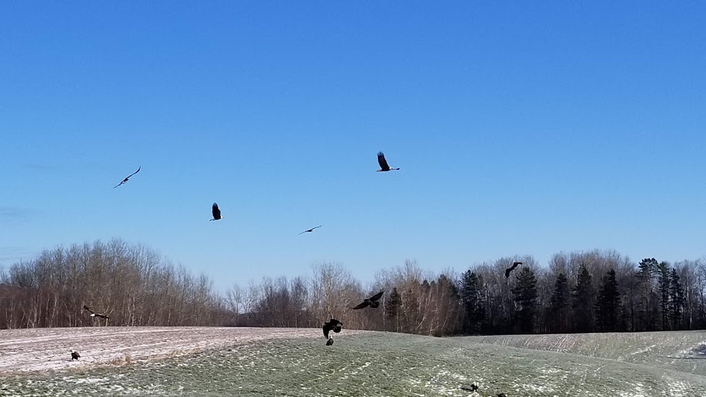 Sheffield Mills Eagle Watch -Eagle viewing site | 1770 Middle Dyke Rd, Centreville, NS B0P 1J0, Canada | Phone: (902) 582-1708