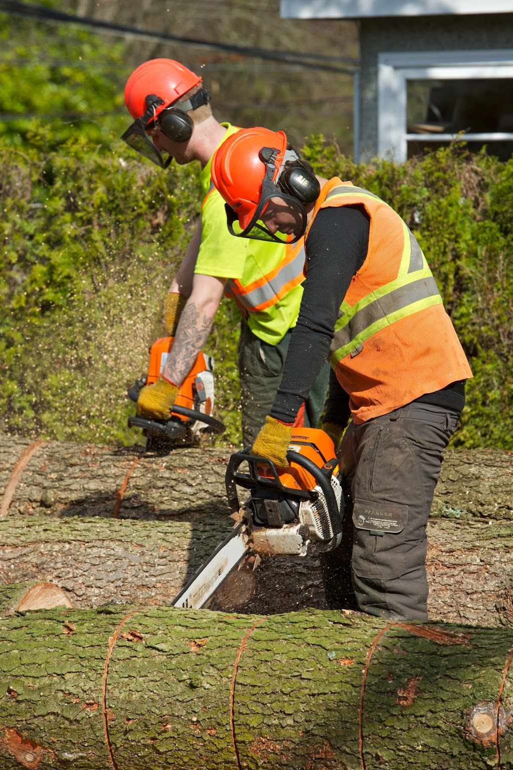 Wilson Tree Care | 5551 Admiral Way #99, Delta, BC V4K 0C9, Canada | Phone: (604) 940-2897