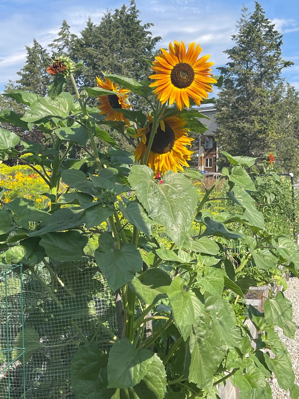 Radium Rotary Gardens | Radium Hot Springs, BC V0A 1M0, Canada | Phone: (250) 347-6455