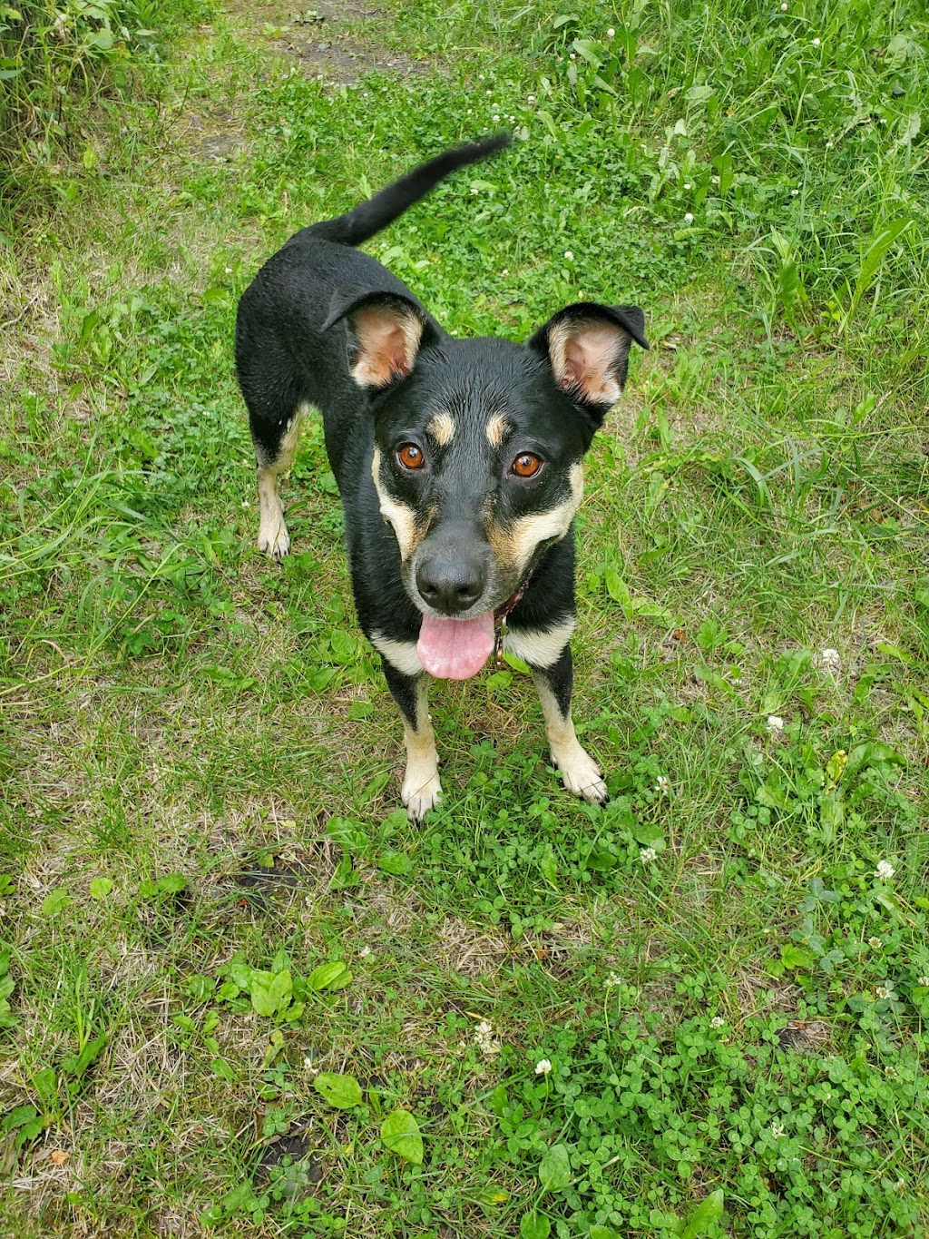 Paws A While Boarding Kennel | 51024 Range Rd 200 #40, Alberta T0B 4J1, Canada | Phone: (780) 662-4878