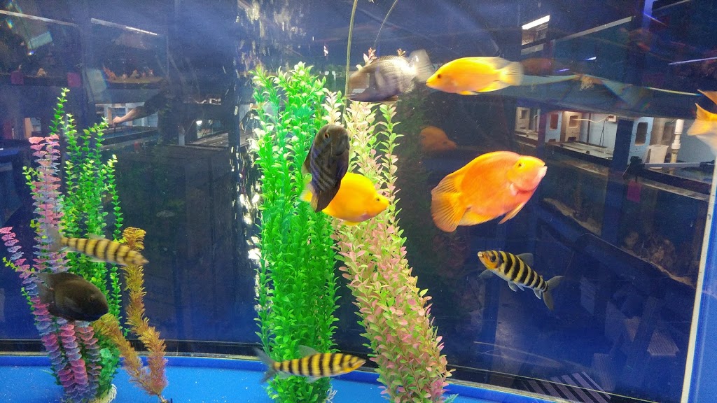 Pauls Aquarium | 7533 135 St #108, Surrey, BC V3W 0N6, Canada | Phone: (604) 572-4649