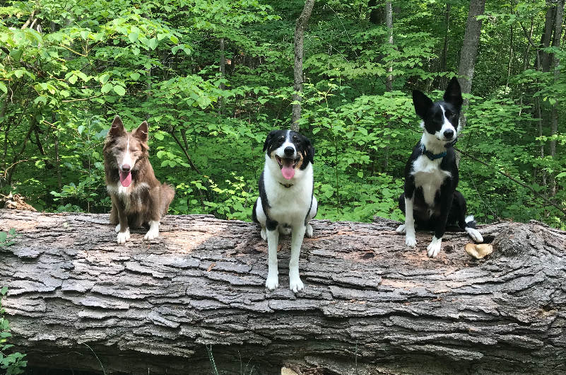 Mayrich Kennels | 8681 Eramosa Garafraxa Townline, Belwood, ON N0B 1J0, Canada | Phone: (519) 803-6366