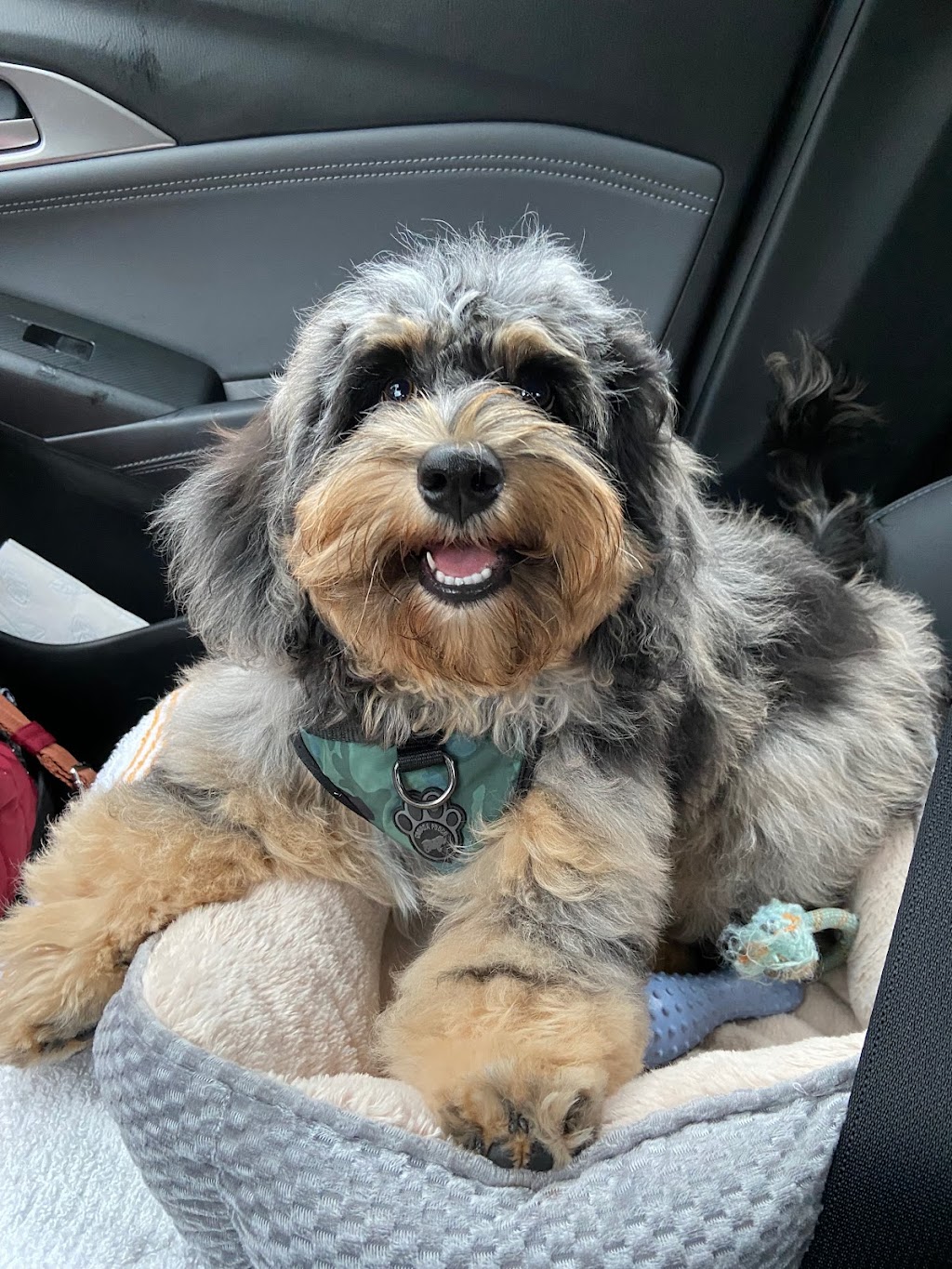 Bloomingtails Pet Boutique & Grooming Salon | 431 Boler Rd #10, London, ON N6K 2K8, Canada | Phone: (519) 601-5272
