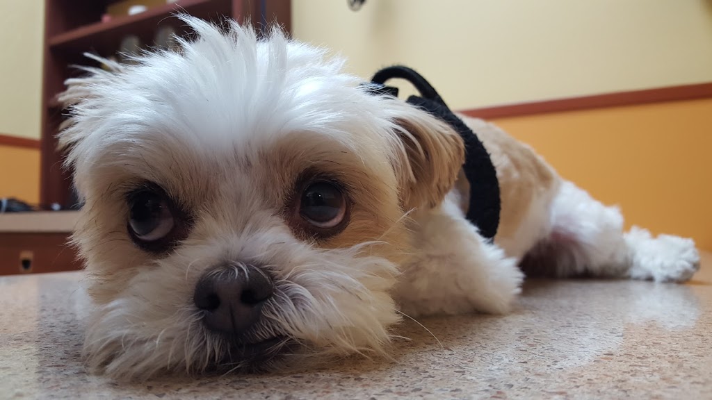 Edgemont Veterinary Clinic | 8210 Edgebrook Dr NW #105, Calgary, AB T3A 4K9, Canada | Phone: (403) 239-4657