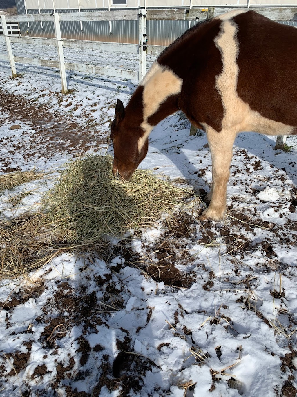 Saorsa Equestrian Centre | 1575 Middle Dyke Rd, Centreville, NS B0P 1J0, Canada | Phone: (902) 698-2500