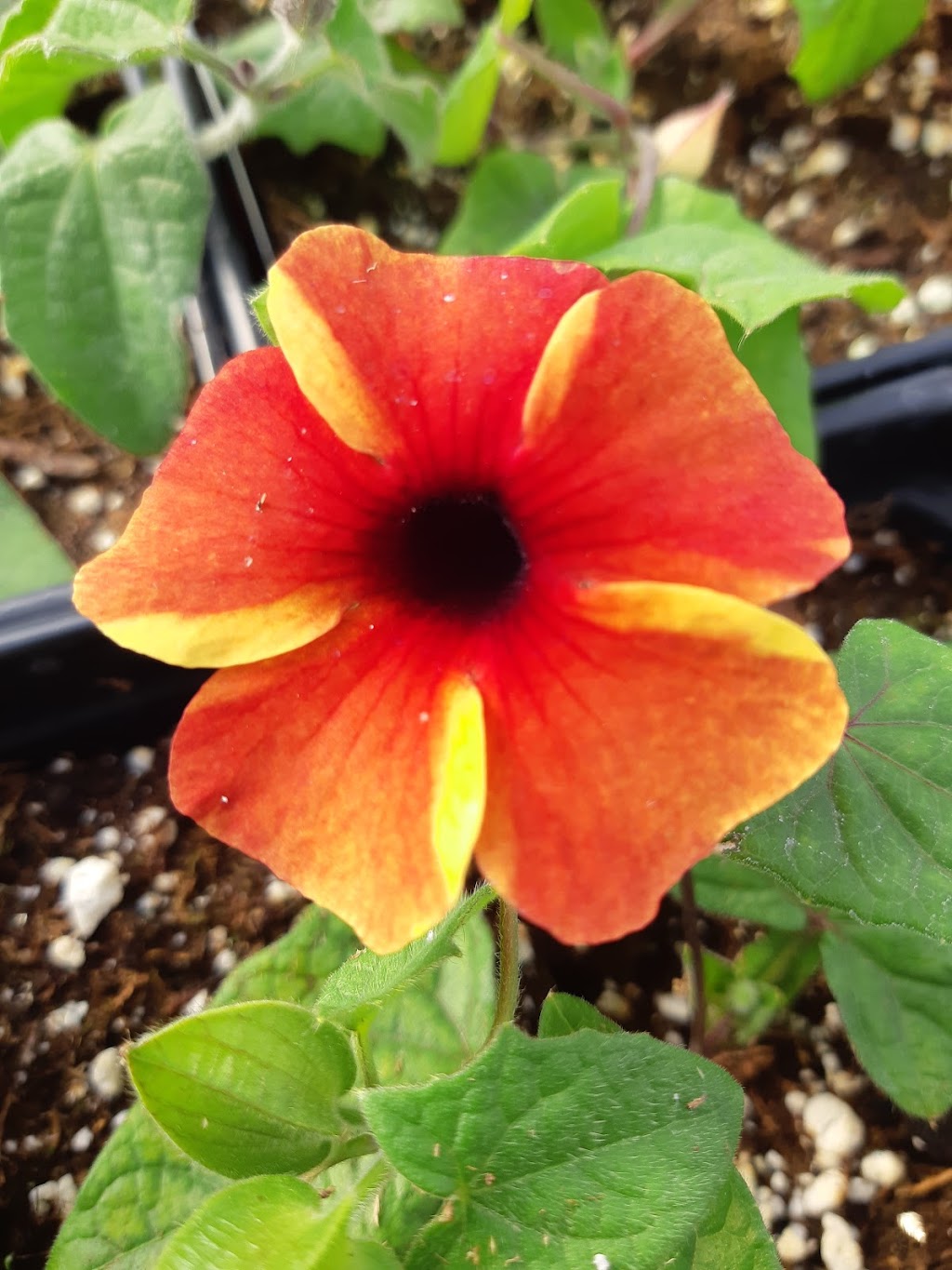 LCJ Greenhouses | 56102 Range Rd 241, Bon Accord, AB T0A 0K4, Canada | Phone: (780) 983-5871