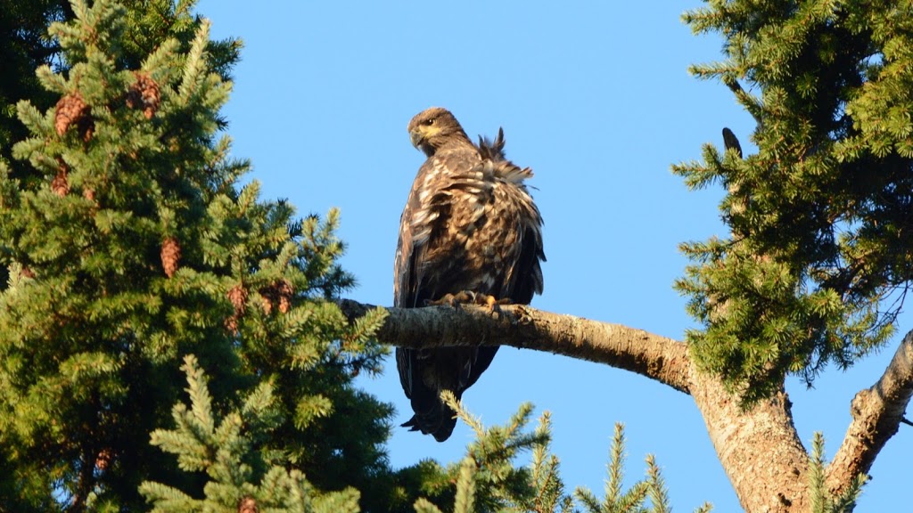 Meanwhile In Sooke | 3925 Otter Point Rd, Sooke, BC V9Z 0J9, Canada