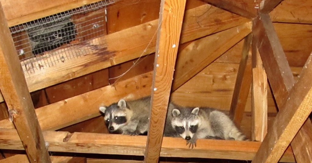 Freedom Wildlife Animal Removal Services | 33 Robinson St, Hamilton, ON L8P 1Y8, Canada | Phone: (905) 741-1195
