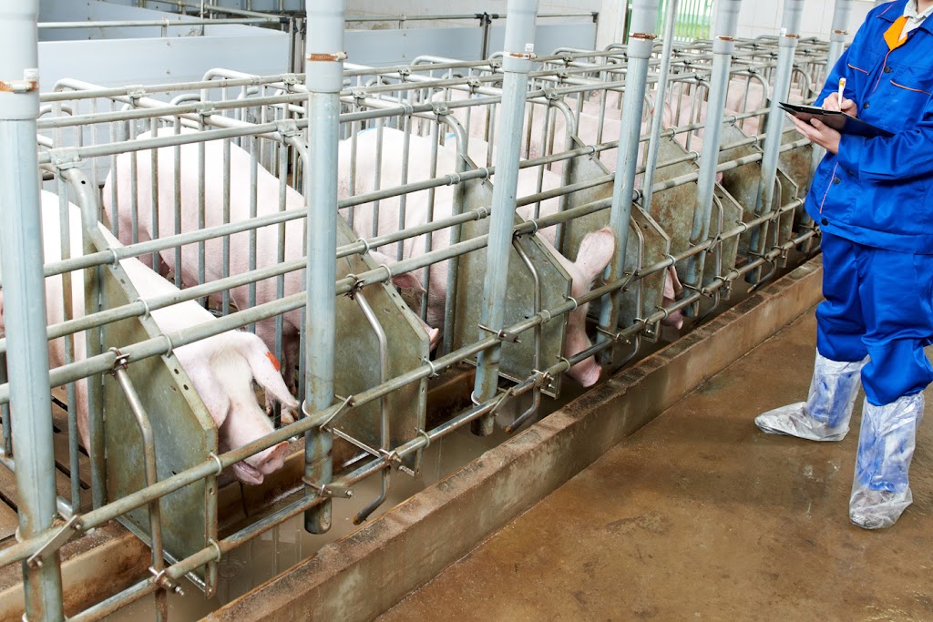 Pure Pork Genetics | 3425 Georgetown Rd, Montague, PE C0A 1R0, Canada | Phone: (902) 626-7757