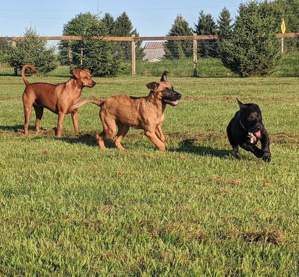 Doggy Discovery Zone | 15364 Muirkirk Line, Muirkirk, ON N0L 1X0, Canada | Phone: (519) 777-9004