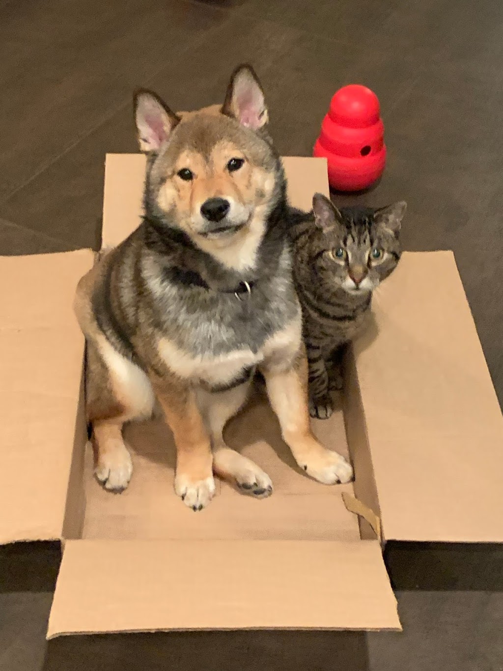 Cintara Kennels | Carvel, AB T0E 0H0, Canada | Phone: (780) 968-2500