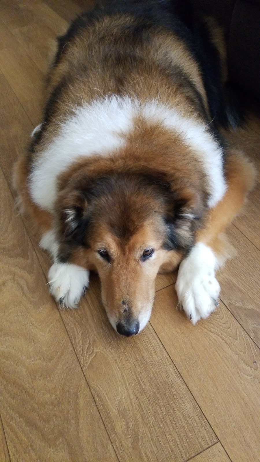The Pet Shoppe | 2 Poyntz St, Penetanguishene, ON L9M 1M2, Canada | Phone: (705) 355-0738