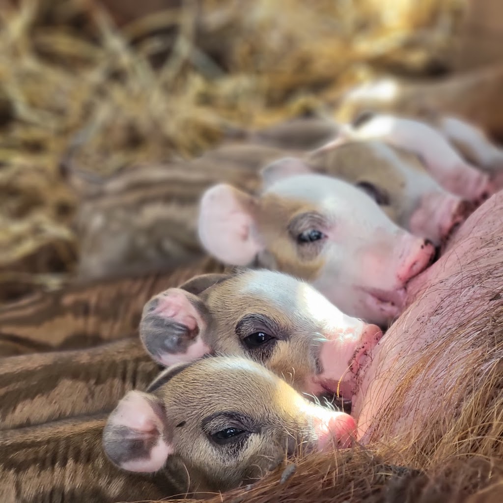 Hogs and Horns Homestead | Range Rd 133, Minburn County No. 27, AB T0B 2S0, Canada | Phone: (403) 796-7407