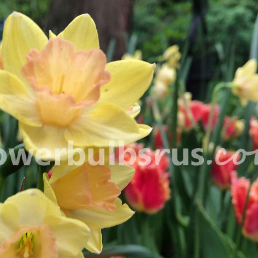 Flowerbulbsrus.com | 370 Britannia Rd E Unit 7, Mississauga, ON L4Z 1X9, Canada | Phone: (888) 890-0936