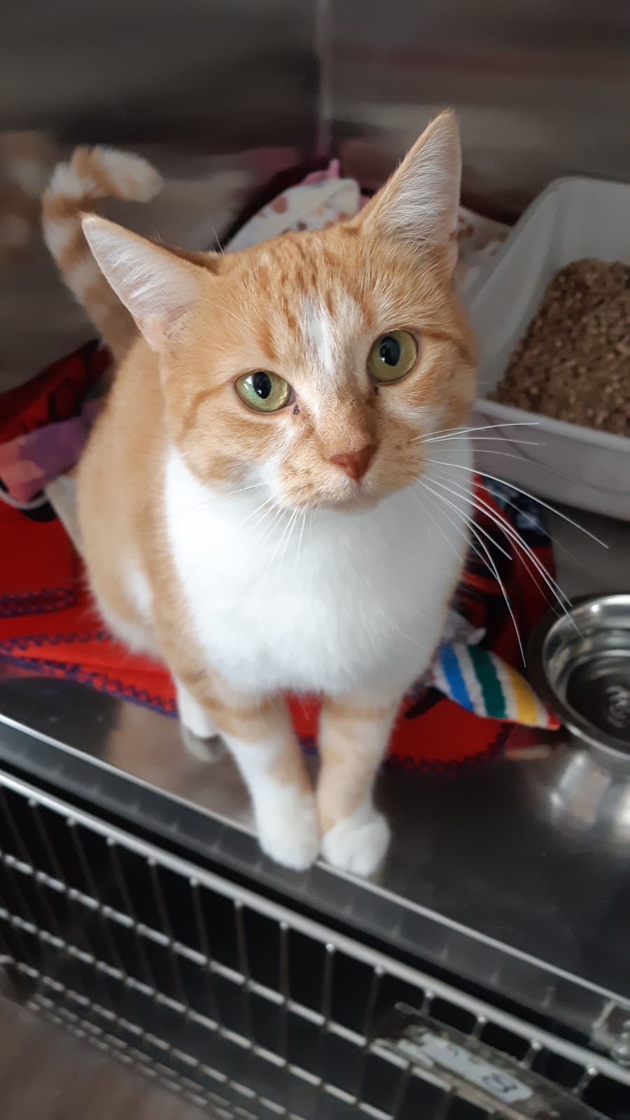Animal Adoptions Of Flamborough | 1269 Centre Rd, Hamilton, ON L8N 2Z7, Canada | Phone: (905) 689-7801