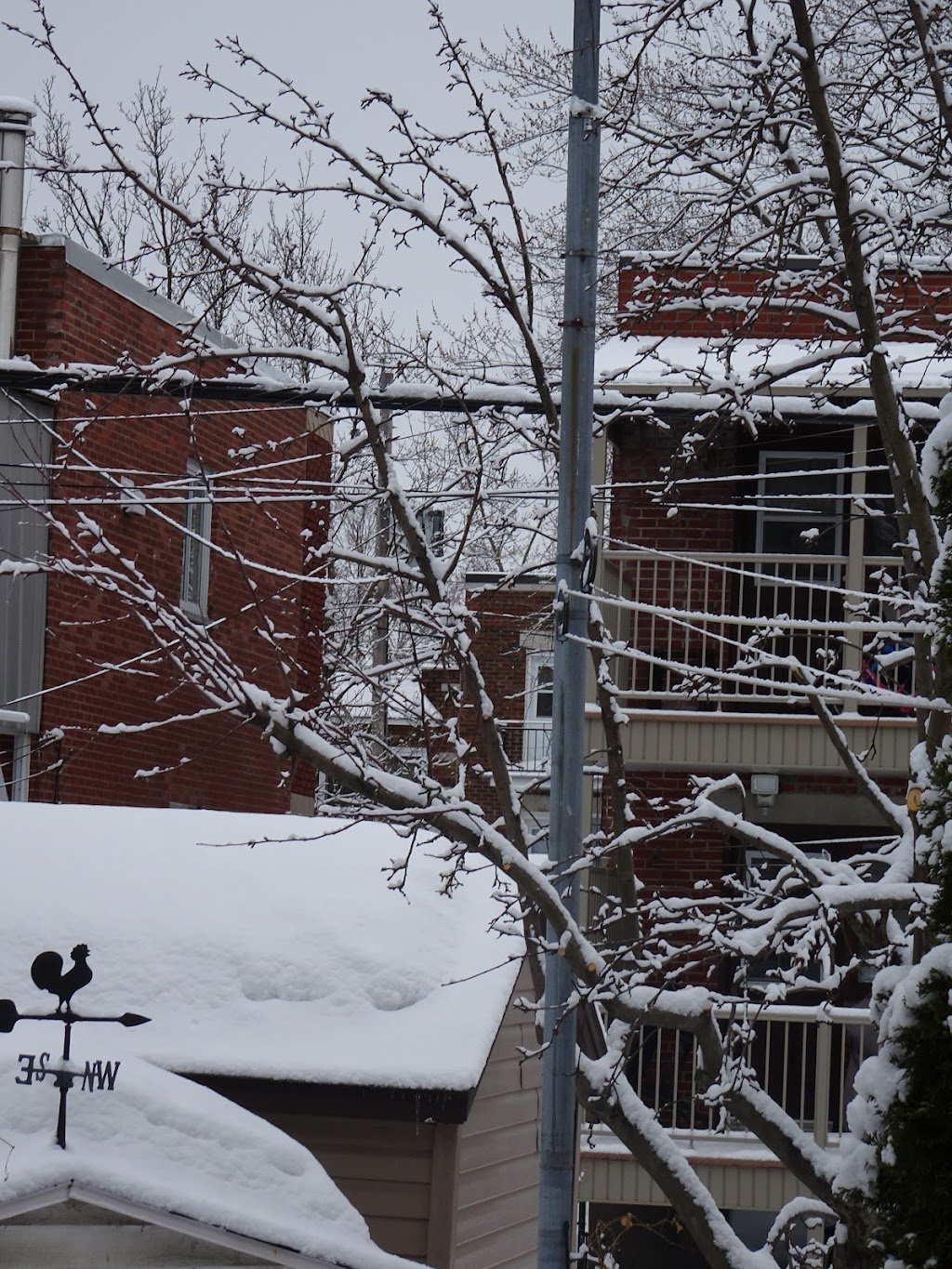 Élagage M.C. | 9140 Bd Lacordaire, Montréal, QC H1R 2B3, Canada | Phone: (833) 352-4243