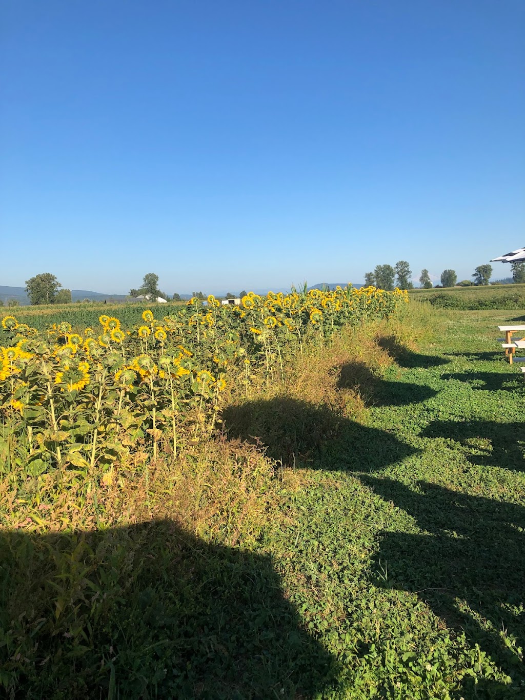 Hale’s End Farms | 14370 Hale Rd, Pitt Meadows, BC V3Y 1Z1, Canada | Phone: (604) 690-6055