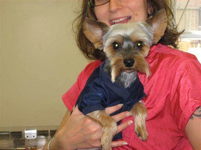 Elite Dog Grooming | 3 St George St, Brantford, ON N3R 1T9, Canada | Phone: (519) 304-8900