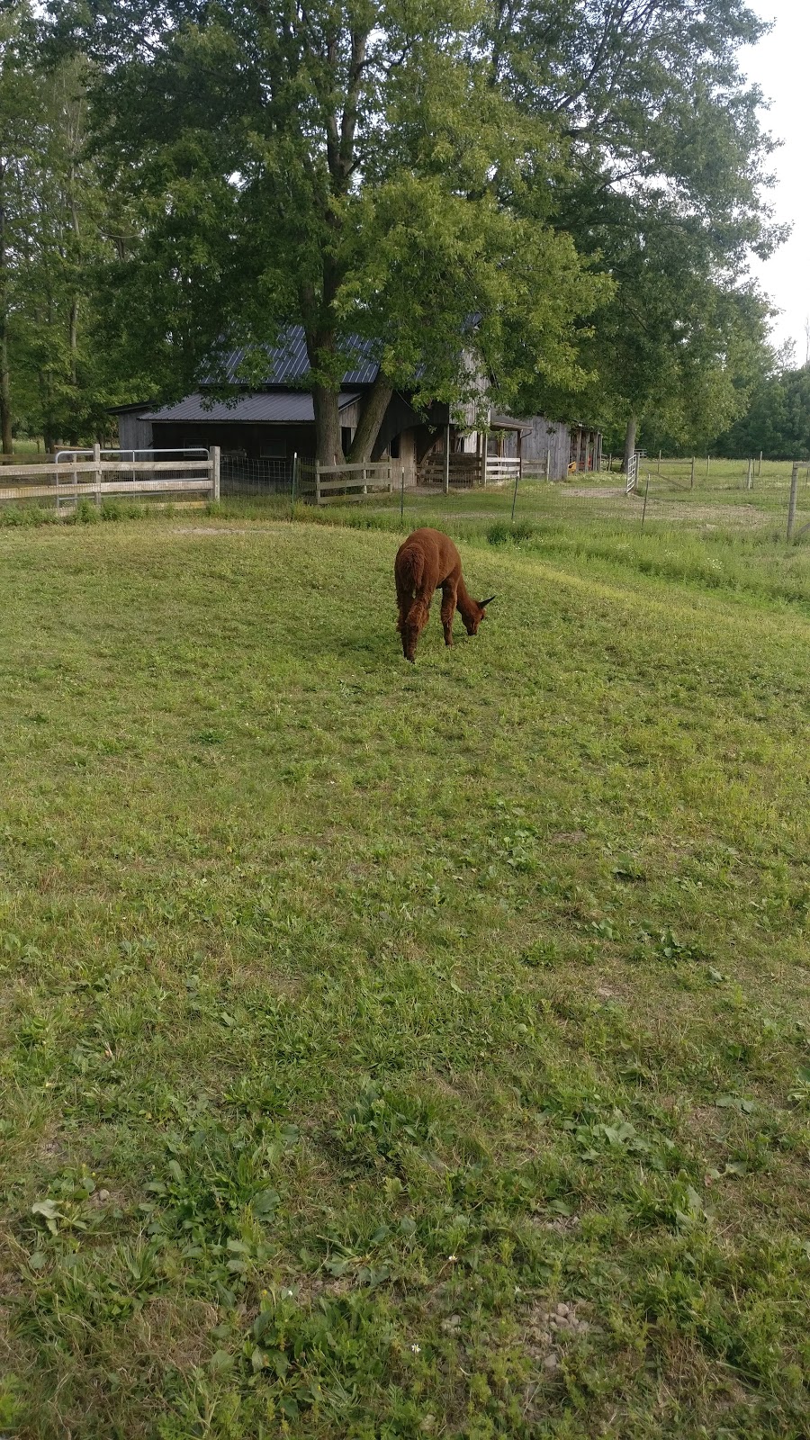 Niagara Alpaca Shop | 7403 Tonawanda Creek Rd, Lockport, NY 14094, USA | Phone: (716) 439-4551