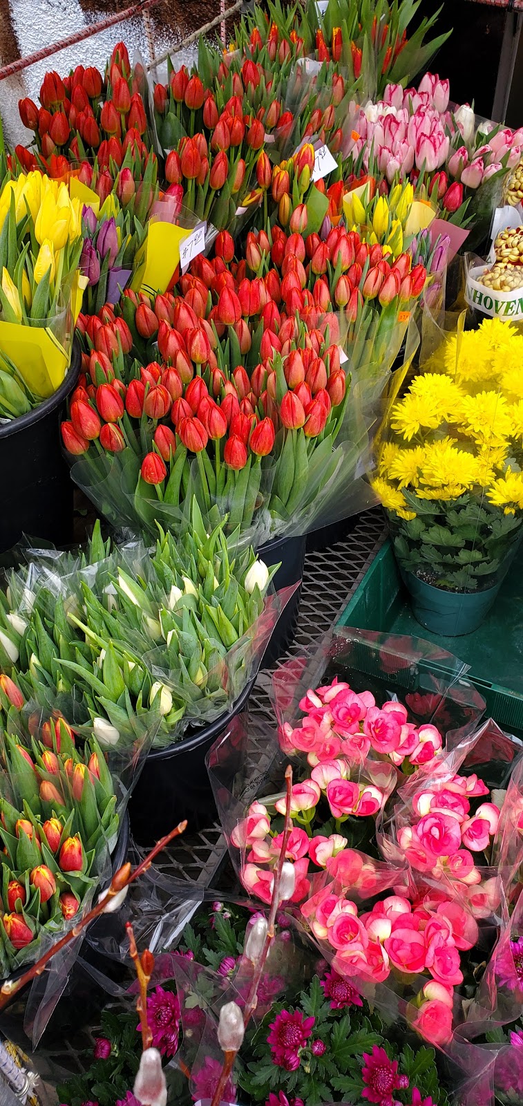 Maple Garden | 673 Gerrard St E, Toronto, ON M4M 1Y2, Canada | Phone: (416) 466-9811
