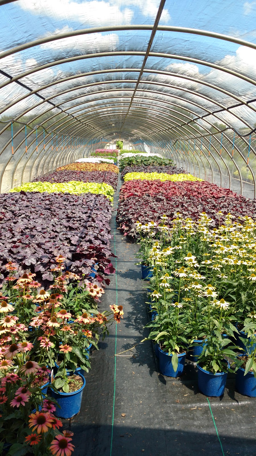 AVK Nursery Holdings Inc. | 1724 Concession 4 W, Rockton, ON L0R 1X0, Canada | Phone: (519) 647-3997