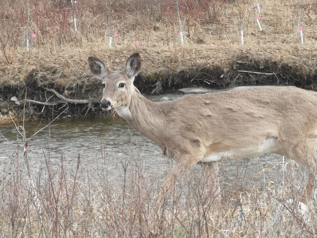 Friends Of Fish Creek Provincial Park Society | 15975 Bow Bottom Trail SE, Calgary, AB T2J 6T5, Canada | Phone: (403) 238-3841