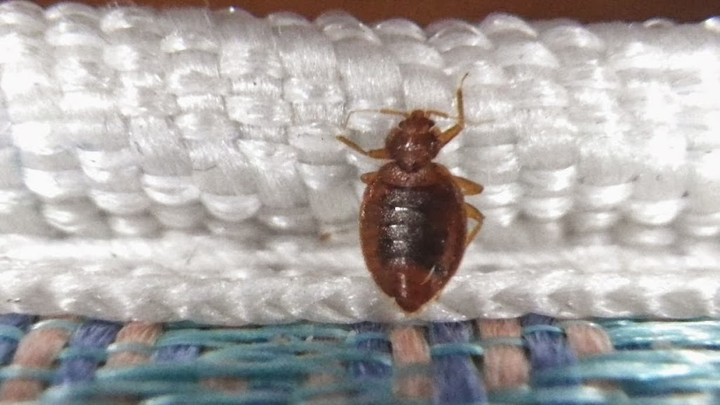 Complete Pest Control Solutions Inc. | 2621 Hwy 56, Binbrook, ON L0R 1C0, Canada | Phone: (905) 818-4228