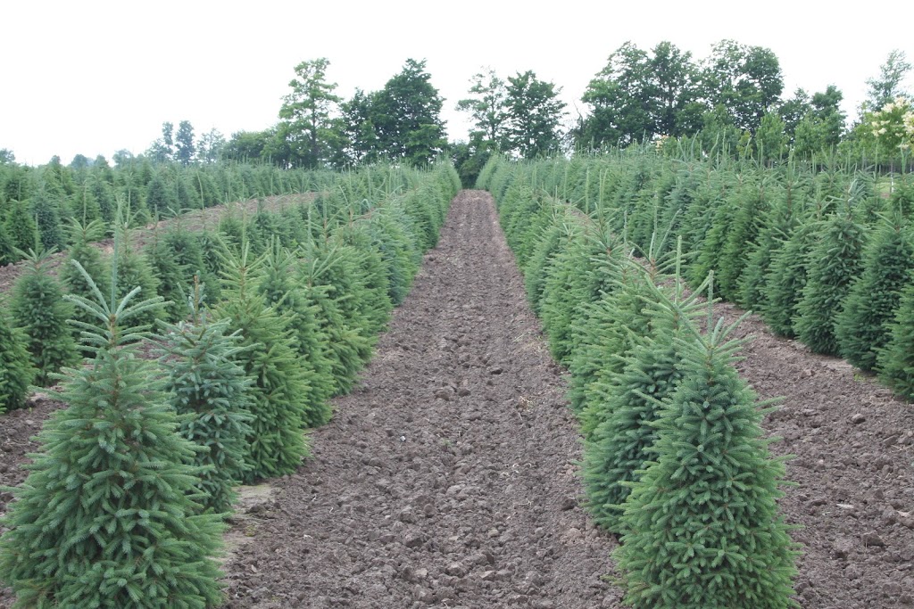 AVK Nursery Holdings Inc. | 1724 Concession 4 W, Rockton, ON L0R 1X0, Canada | Phone: (519) 647-3997