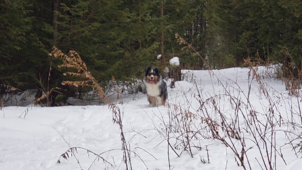 Gatehouse Kennel Bed & Biscuit | 397531 10 Concession, Owen Sound, ON N4K 5N8, Canada | Phone: (519) 374-5205