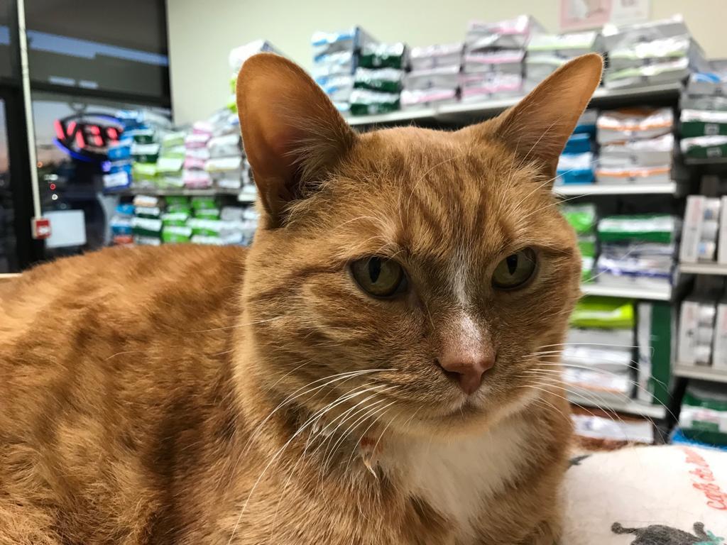 Thunderbird Animal Hospital | 103 20159 88 Ave unit C, Langley City, BC V1M 0A4, Canada | Phone: (604) 513-8100