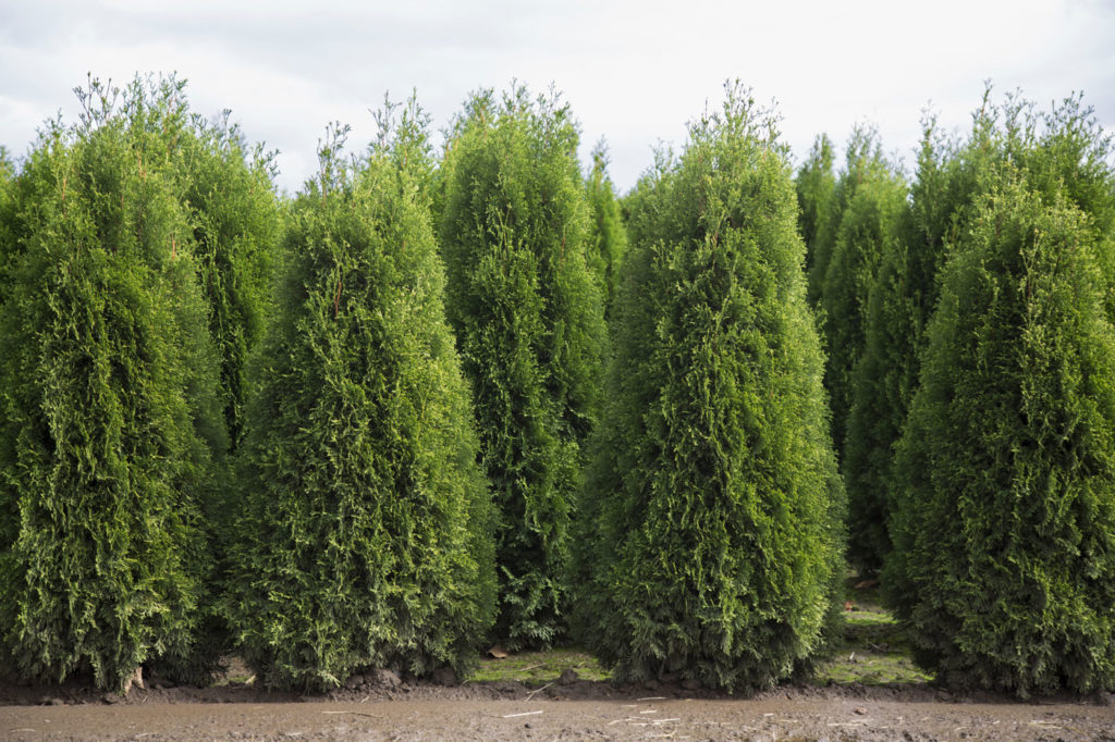 Fraser Valley Cedars | 1186 Columbia St, Abbotsford, BC V2T 5X8, Canada | Phone: (604) 217-2886