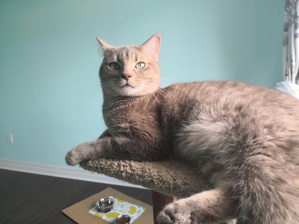 Aurora Cat Hotel | 79 Crockart Ln, Aurora, ON L4G 0Y6, Canada | Phone: (416) 903-5688