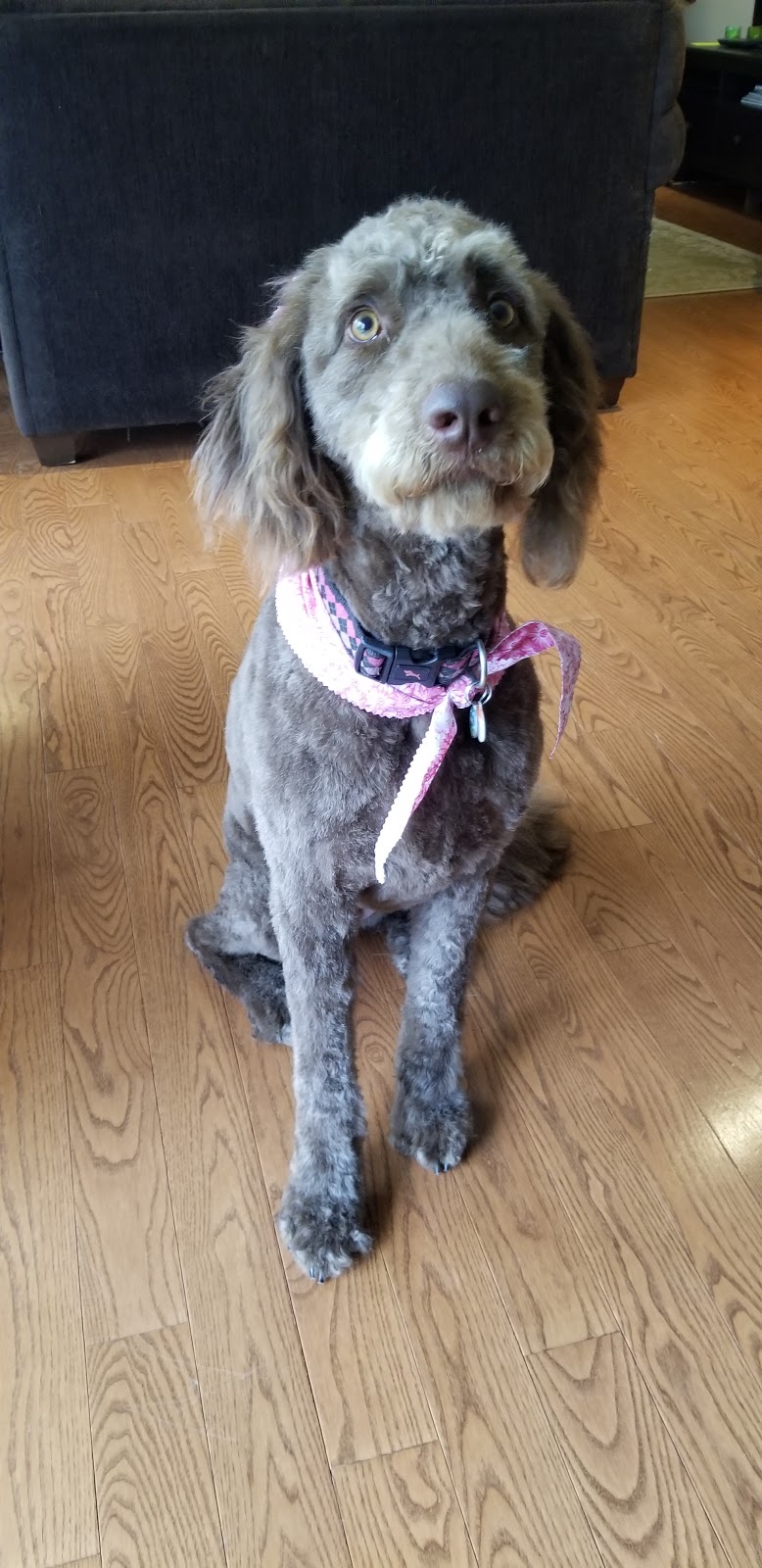 The Soggy Doggy | 320 Thorold Rd, Welland, ON L3C 3Y2, Canada | Phone: (289) 690-1714