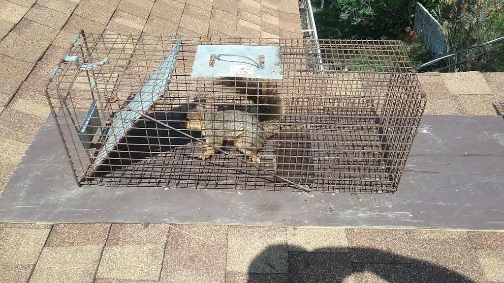 Witzend Wildlife Exterminator Buffalo | 85 Empire Dr unit c, Buffalo, NY 14224, USA | Phone: (716) 244-6260