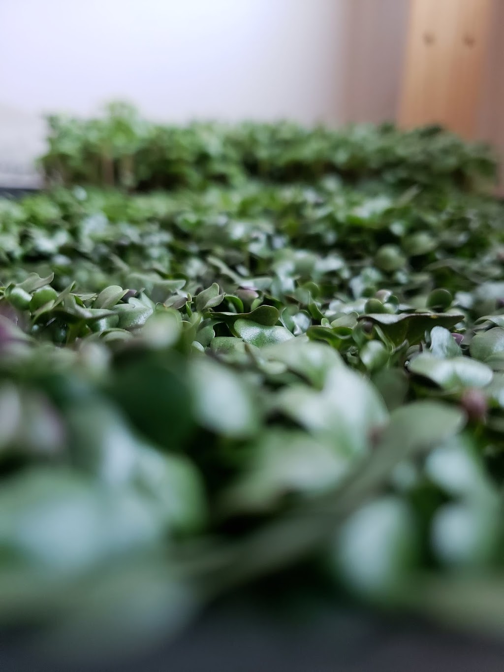 Glean: an Ediths Farm co | 19148, Township Rd 464, Camrose, AB T0B 3P0, Canada | Phone: (780) 909-0416