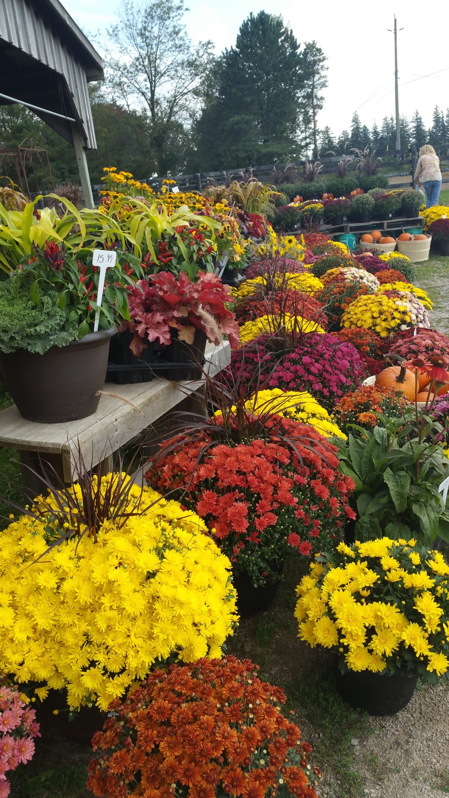 Turners Farm Market | 68 Rd, Ingersoll, ON N5C 3J5, Canada | Phone: (519) 425-0513